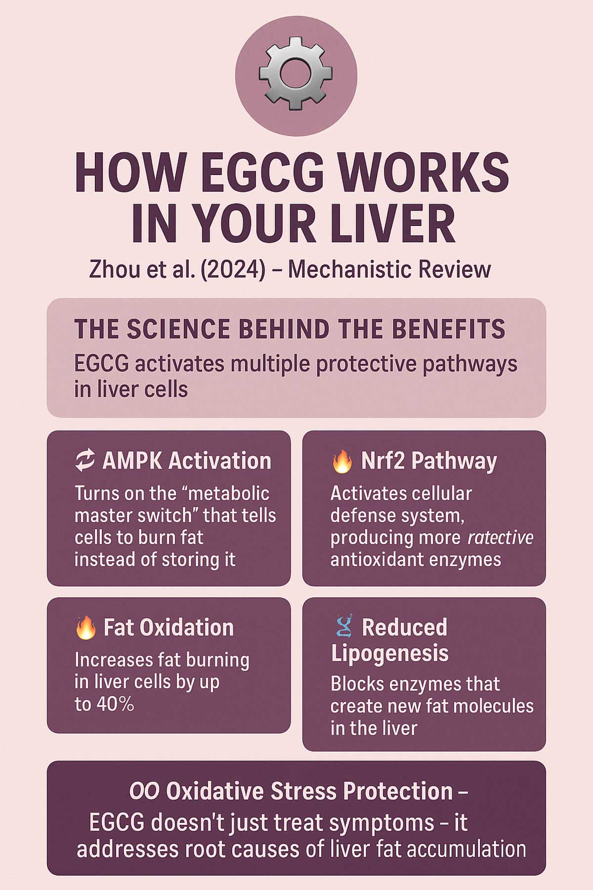 Zhou et al. () How EGCG Works in Your Liver Zhou et al. () How EGCG Works in Your Liver